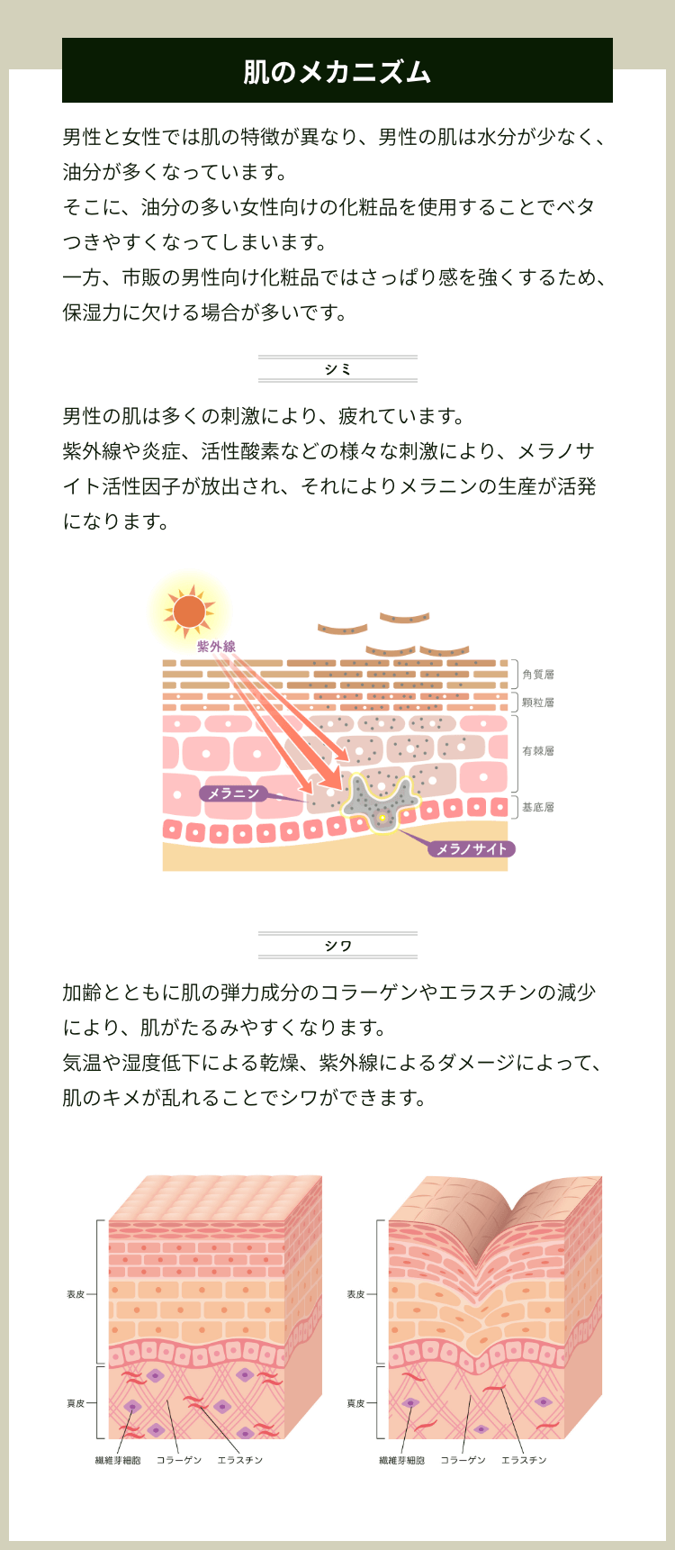 実は、その方法が老ける原因に！ 肌のメカニズム 男性と女性では肌の特徴が異なり、男性の肌は水分が少なく、油分が多くなっています。そこに、油分の多い女性向けの化粧品を使用することでベタつきやすくなってしまいます。一方、市販の男性向け化粧品ではさっぱり感を強くするため、保湿力に欠ける場合が多いです。 シミ 男性の肌は多くの刺激により、疲れています。紫外線や炎症、活性酸素などの様々な刺激により、メラノサイト活性因子が放出され、それによりメラニンの生産が活発になります。 シワ 加齢とともに肌の弾力成分のコラーゲンやエラスチンの減少により、肌がたるみやすくなります。気温や湿度低下による乾燥、紫外線によるダメージによって、肌のキメが乱れることでシワができます。